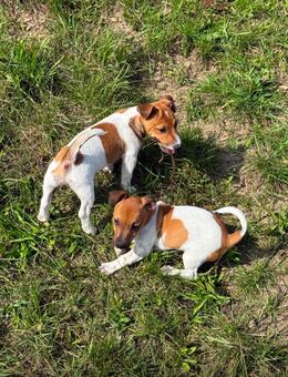 🐾 Jack Russell Terrier Welpen – Kurzbeinig & Reinrassig 🐾 - Weinsberg