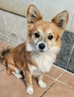 Chicolino süßer Zwerg sucht ein Zuhause - Laatzen