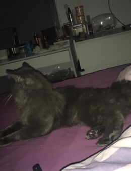 1 jähriger Blh Kater sucht liebevolles Zuhause - Essen