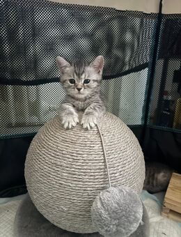 Britisch Kurzhaar Katzen - Frankfurt (Main) Fechenheim