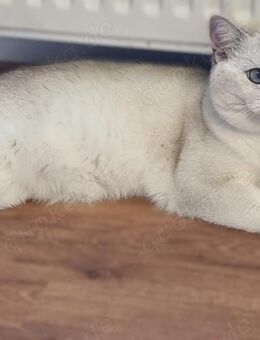 Deckkater Stammbaum blauen Augen BKH Farbe seal-silver-shaded-point ns 11-33 - Baden-Baden