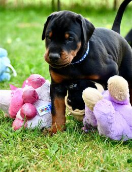 Dobermann Welpen 3 Rüden - Breddin