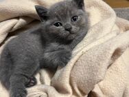 Bkh kitten ❤️ reinrassig - Garbsen