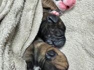 Presa Canario Welpen altes Blut - Twist