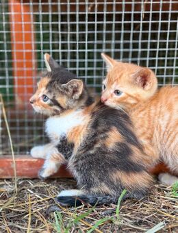 🐾 Unsere kleine Glückskatze sucht ihr Für-immer-Zuhause! - Barby (Elbe) Lödderitz
