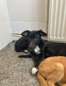 🆘🐶Süßer Junghund DArtagnan💛🆘 - Eislingen (Fils)