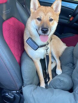 Sozialer Junger Shiba Inu - Rostock Warnemünde Seebad