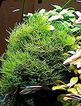 Javamoos, Aquariumpflanze, Versand/ Abholung - Mechernich