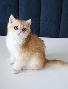 Reinrassiger BKH Kater ny 12 black golden shell Stammbaum - Hof