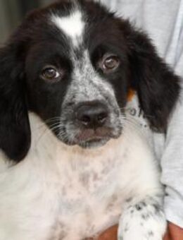 Rodeo hofft auf seine Chance - Neuss