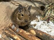 3 Degu Männchen etwa 7 Monate alt inkl. Käfig und Zubehör, sehr zutraulich und nicht ängstlich - Lahnstein