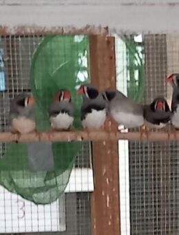 Schwarzwangen Zebrafinken - Leinefelde-Worbis