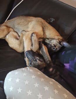 Malinois Welpen suchen neues Zuhause - Waldshut-Tiengen Zentrum