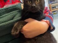 🌟💛Hugo Dein perfekter Kater🌟💛 - Eislingen (Fils)