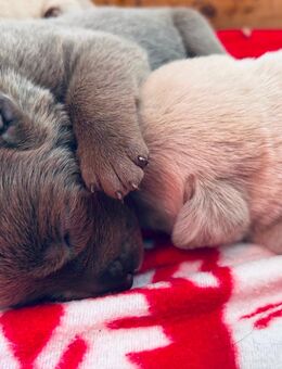 Süße Labradorwelpen suchen ein Heim für immer - Nordhausen