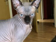 Sehr niedliche Canadian Sphynx Katze / schwarz - Radebeul