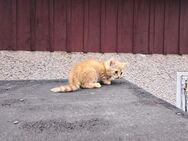 2 süße rote Kater und ein Kätzchen abzugeben - Kirchberg (Sachsen)
