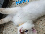 Heilige Birma Kitten Auszugsbereit abzugeben - Paderborn