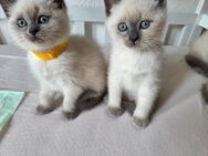 Reinrassige Heilige Birma Kitten suchen liebevolles Zuhause🐾 - Wuppertal