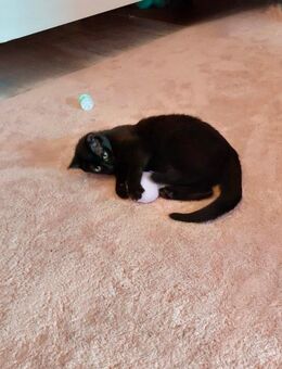 Katzen Mädchen abzugeben - Kassel Harleshausen