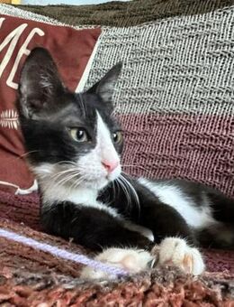 Sylvester - Schick im Frack - Kirchheim (München)