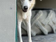 FLOCKI - bezaubernder junger Rüde - Berlin