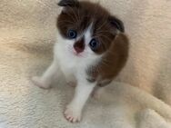 **🖤 Süße BKH-Mix Kitten suchen ein liebevolles Zuhause! 🖤** - Hamburg Bergedorf