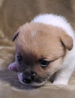 New English Bulldog mix Bärchen - Ballenstedt