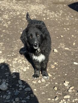Gino - möchte ankommen - Celle