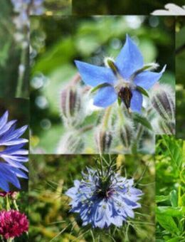Saatgut Raritäten, SWR Treffpunkt seltene Blumen vom Aussterben bedrohte Sorten Arten selten neue Blumensamen insektenfreundliches Blumensaatgut Saatgutmischungen Geschenksets Einzelarten Stauden Garten Pflanzen insektenfreundliches bee Blumenwiese - Pfedelbach