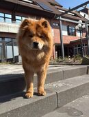 Hund Chow-Chow Weibchen in 48431