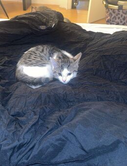 2 Katzen in liebevolle Hände abzugeben - Kitzingen