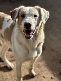 MANDOR - ein wahrer Actionheld - Dänischenhagen
