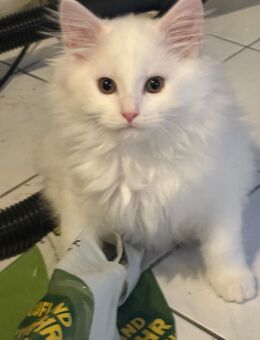 Van Cats white - Duisburg