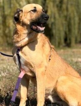 Krümel sucht sein Für-Immer-Zuhause! - Gerlingen