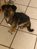 Liebevoller dackelmix in 41849