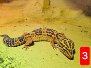 Leopardgecko's - Sarstedt