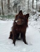 Wunderschöner deutscher Spitz als Deckrüde verfügbar in 06114