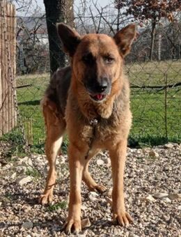 Schäfi-Mix Vučica 💗 sucht viel Liebe - Hamburg