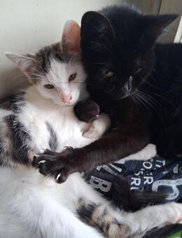 Katzenkinder - Freisen