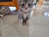 4 wunderschöne babykatzen - Berlin