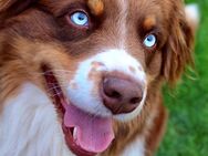 Deckrüde Australian Shepherd - Niederorschel