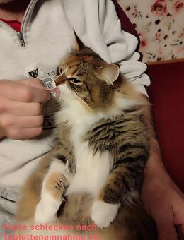 Sibirische Katze - Hausen (Bussen)