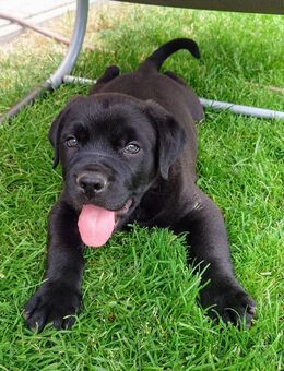 Süße Labrador-Mix - Welpen - Günstedt