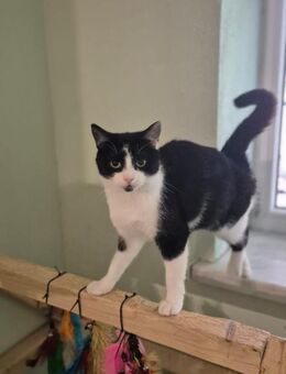 Mimi 2 Jahre jung Zuhause gesucht - Hochheim (Main)