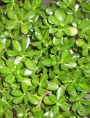Crassula / Geldbaum - Zimmerpflanze mit Topf in 66111