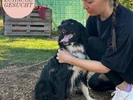 Menschenbezogener ROCKY sucht Familie❤️ - Saarbrücken