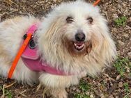 ROSIE = voller Energie und Liebe ♥️ - München