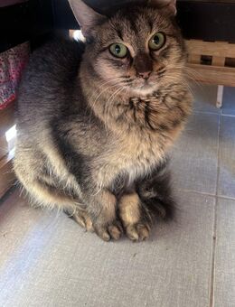 Ella aus dem Tierschutz - Grevenbroich