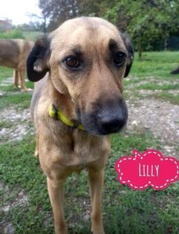 Lilly eine zarte Hündin - Flörsheim-Dalsheim